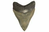 Serrated, Fossil Megalodon Tooth - Georgia #332838-2